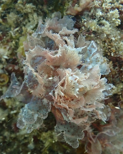 Martensia tsudae