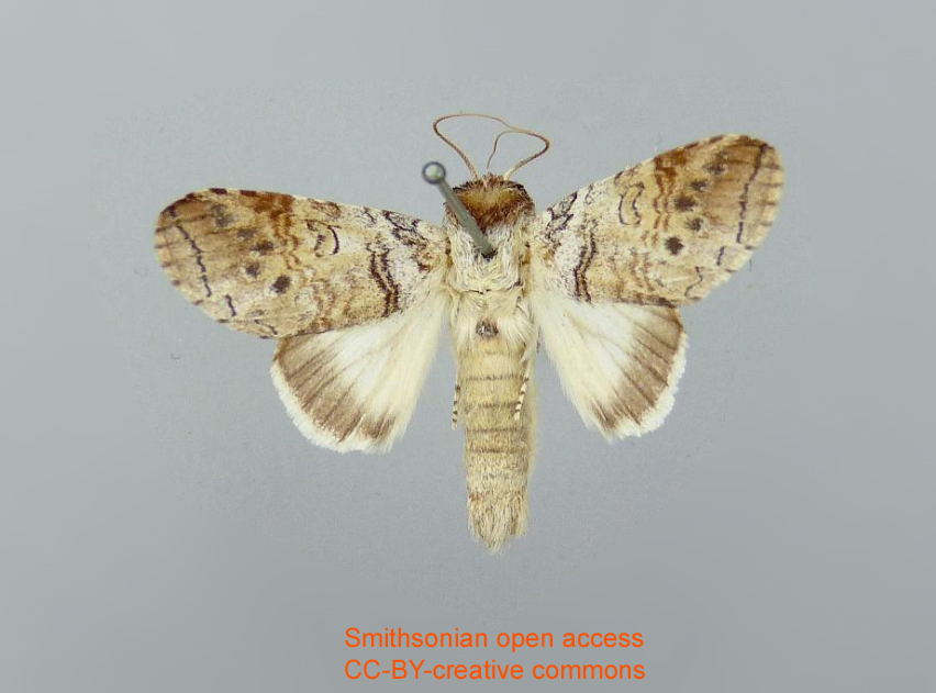 Sericochroa condita