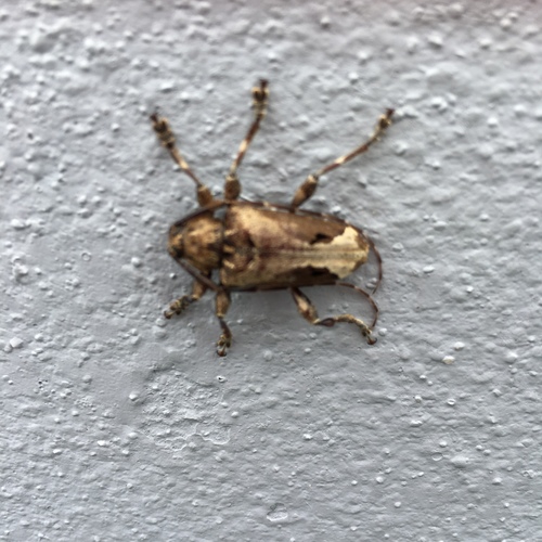 Trypanidius nocturnus