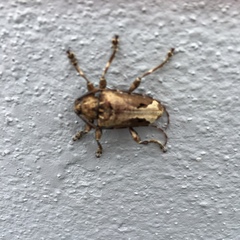 Trypanidius insularis