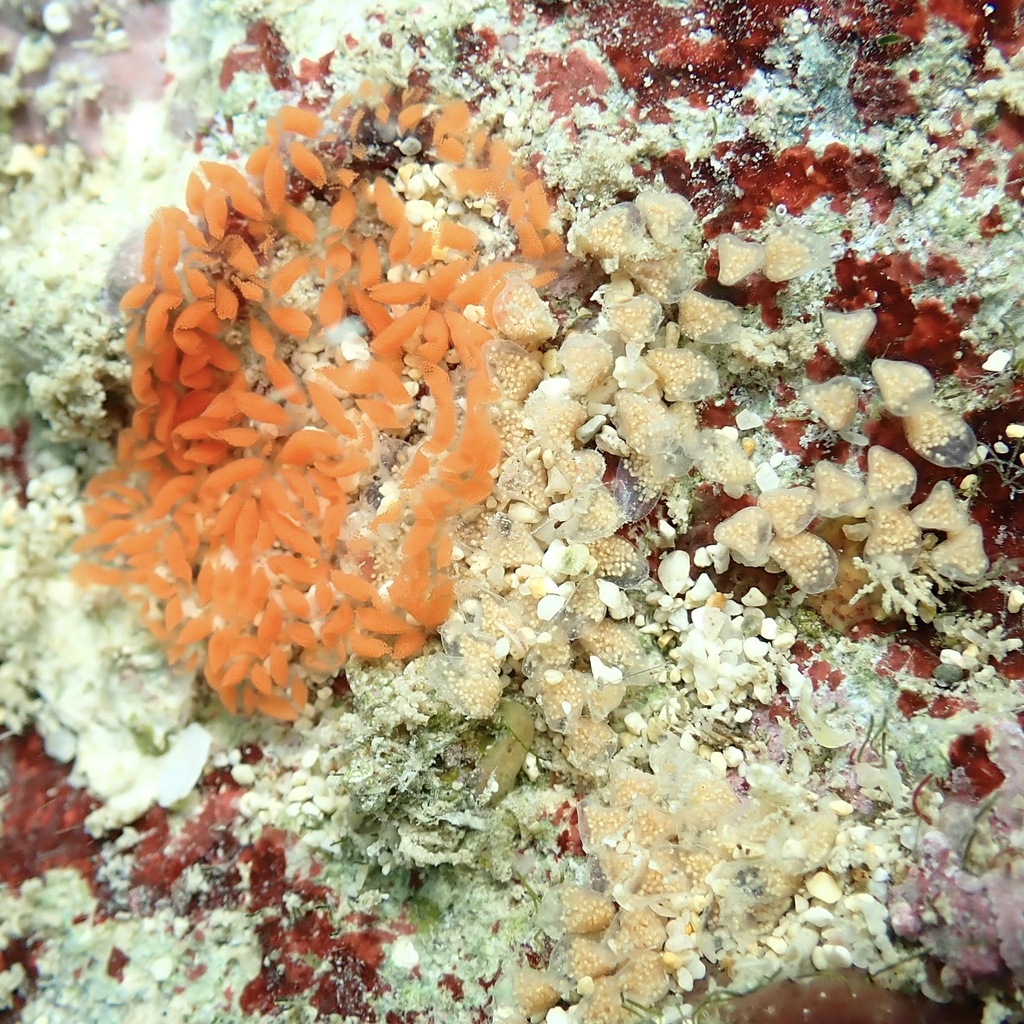 Marioniopsis hawaiiensis