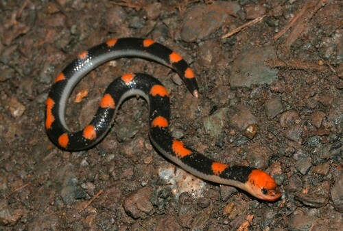 Samarinda Reed Snake