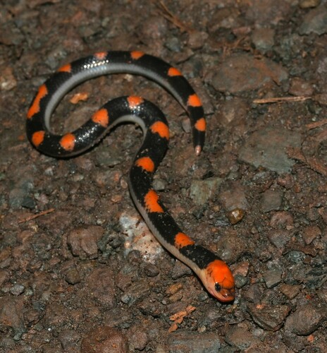 Samarinda Reed Snake