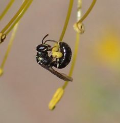 Hylaeus