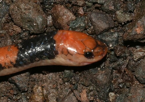 Samarinda Reed Snake