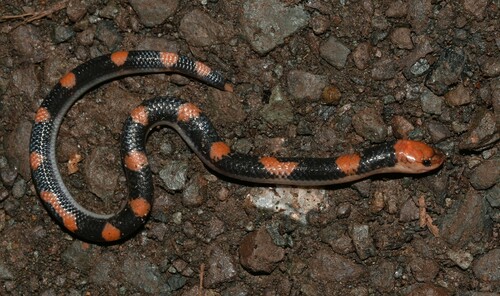 Samarinda Reed Snake