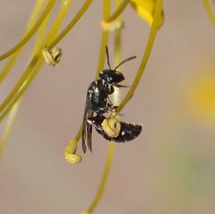 Hylaeus