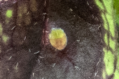 Bactericera antennata