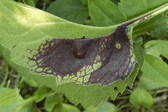 Bactericera antennata