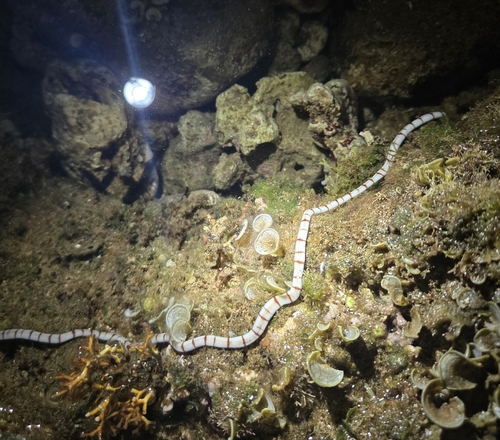 Baseodiscus cingulatus observed 2025-01-11