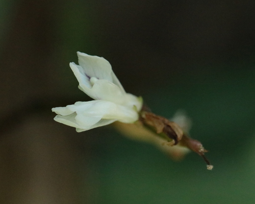 Foto de Maranta-cinza