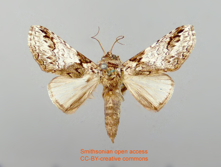 Sericochroa guianensis