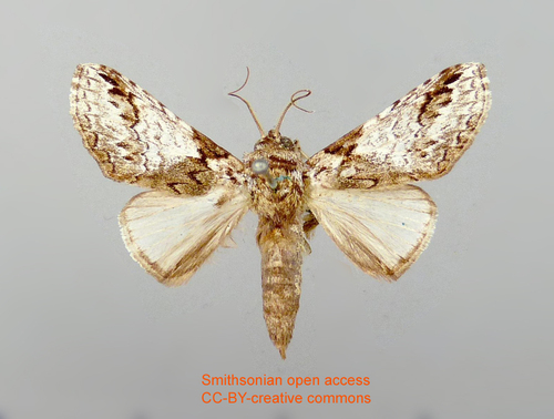 Sericochroa guianensis