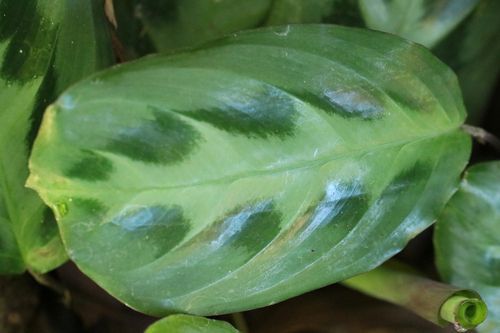 Foto de Maranta-cinza