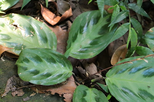 Foto de Maranta-cinza