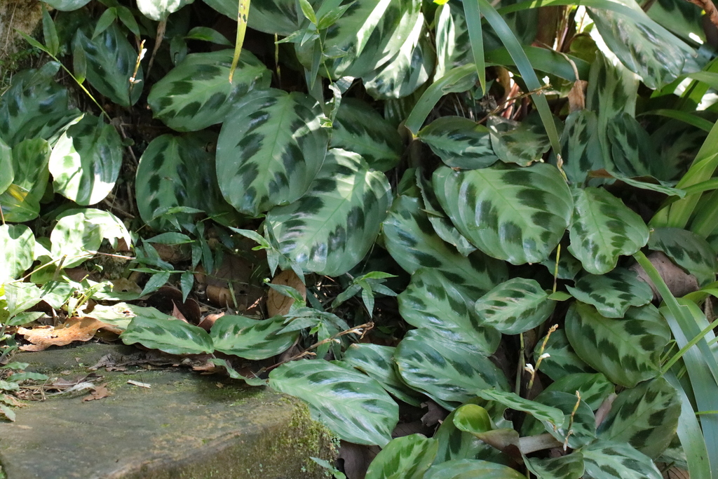 Foto de Maranta-cinza