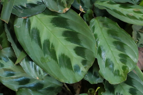 Foto de Maranta-cinza