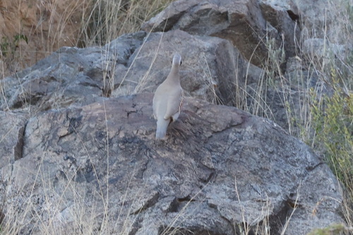 Philby's Partridge (Alectoris philbyi), photo 1