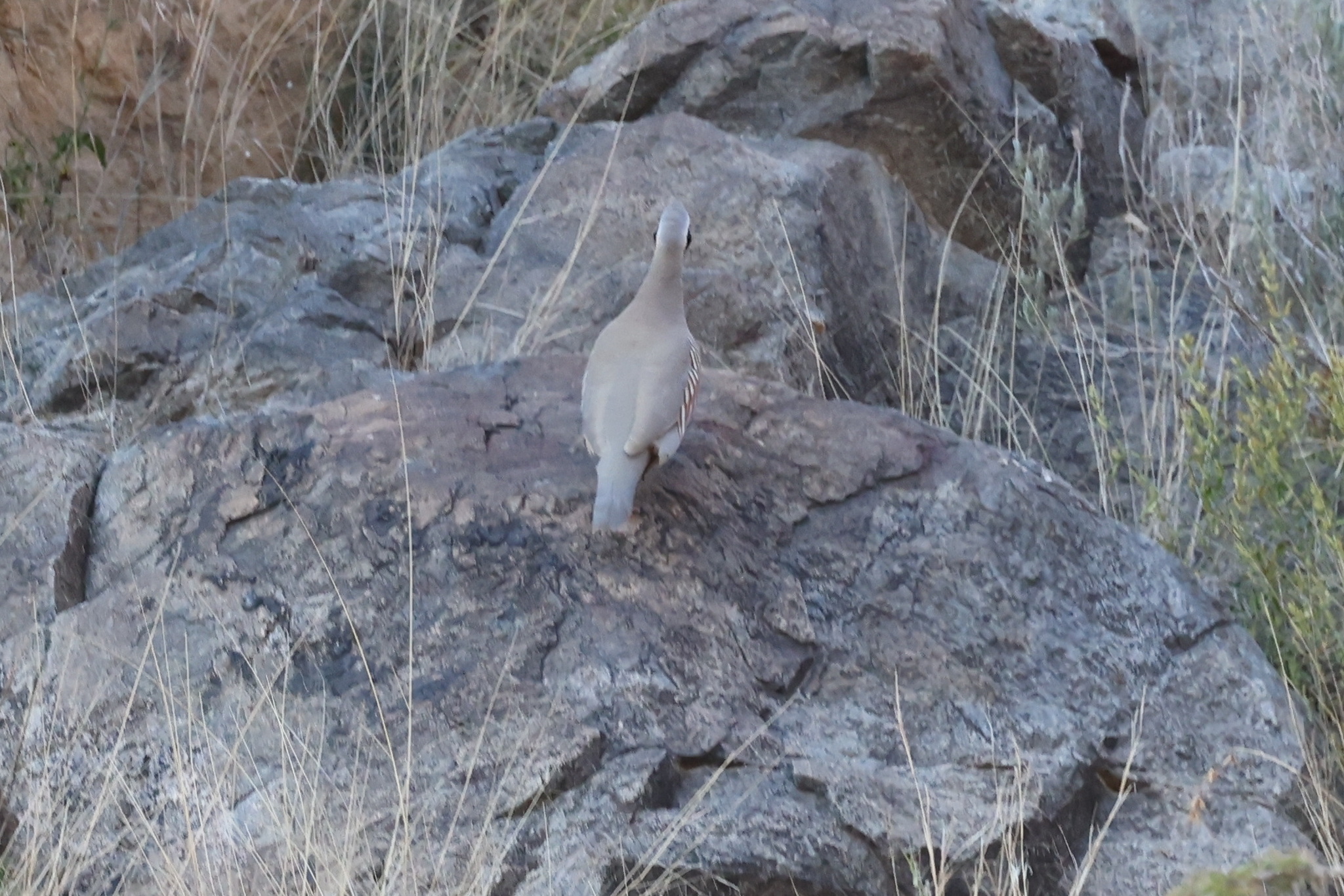 Philby's Partridge (Alectoris philbyi), photo 1
