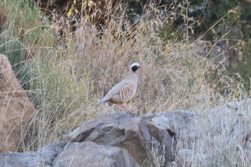 Philby's Partridge (Alectoris philbyi), photo 2