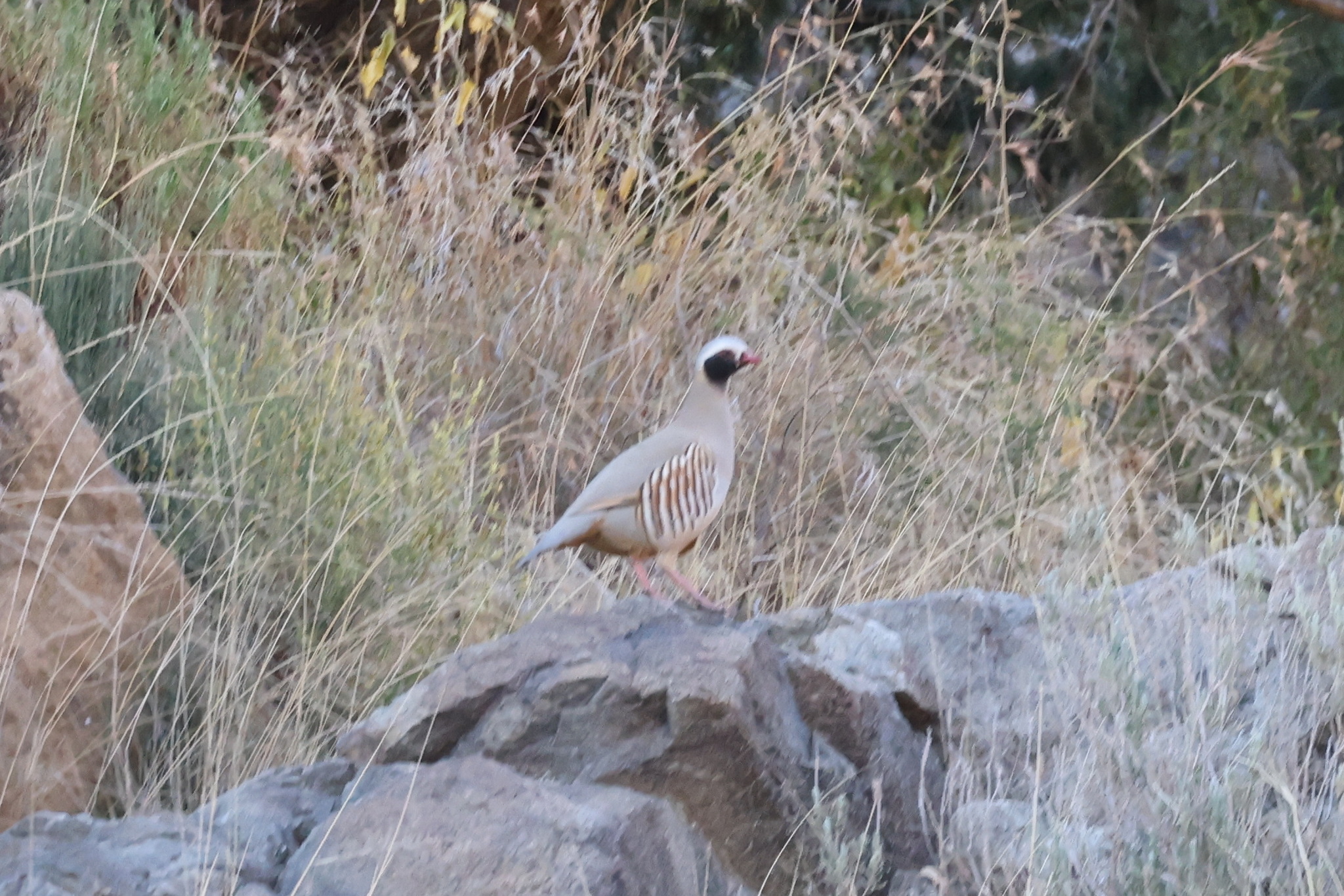Philby's Partridge (Alectoris philbyi), photo 2