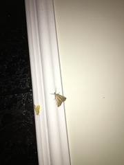 Macrochilo bivittata