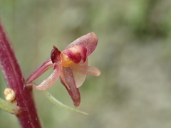 Crepidium purpureum