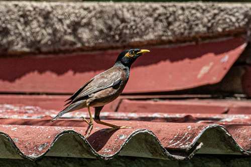 Common Myna