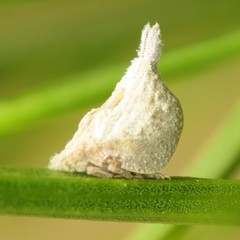 Mistharnophantia