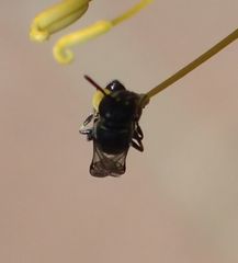 Hylaeus