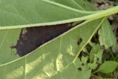 Bactericera antennata