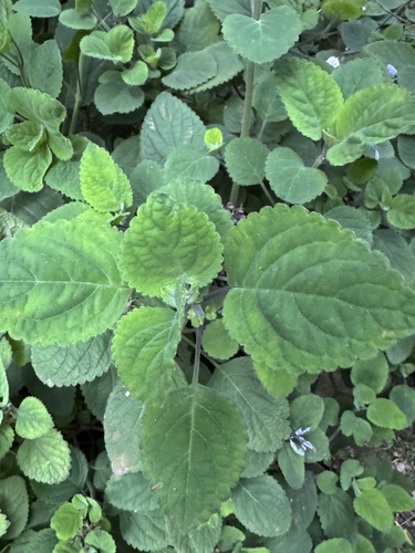 Foto de Lavanda-do-zulu