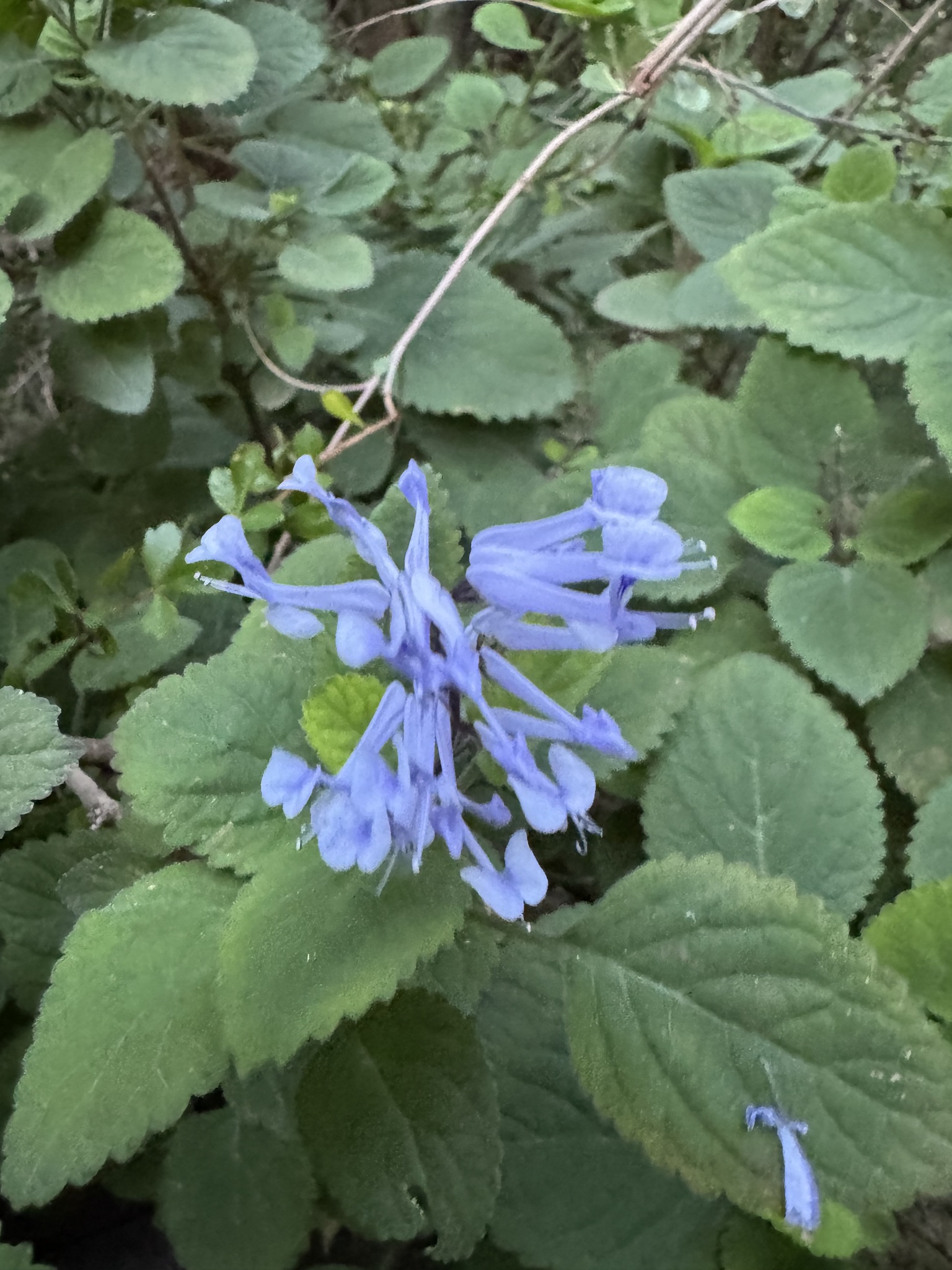 Imagem de Lavanda-do-zulu