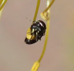 Hylaeus