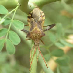 Mozena arizonensis