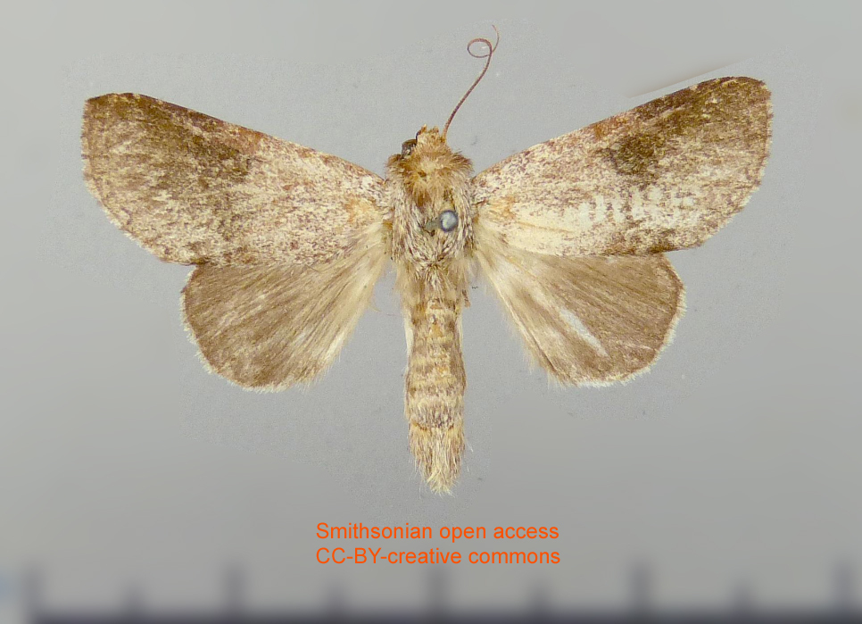 Sericochroa indecora