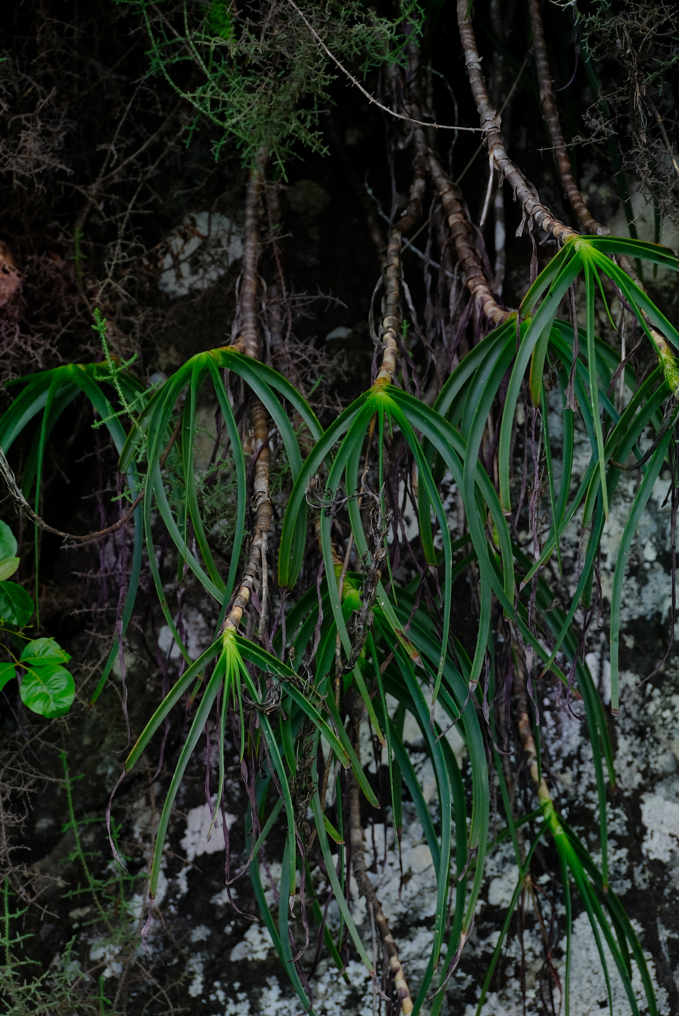 Aloe inyangensis var. kimberleyana