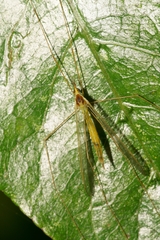 Leptotarsus virescens