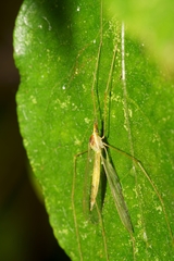 Leptotarsus virescens