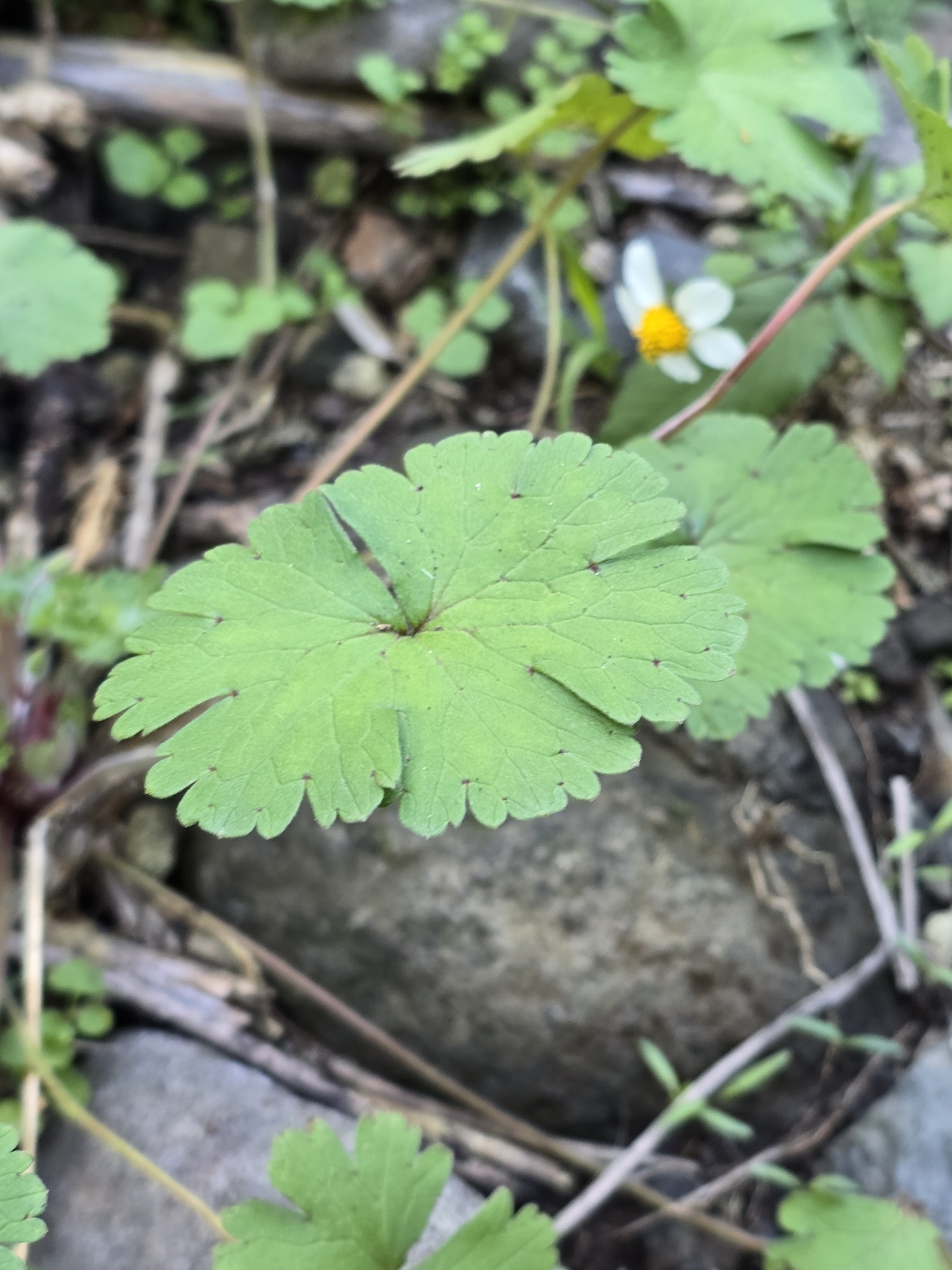 Imagem de Malva-de-cheiro