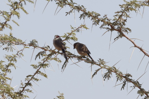 Arabian Waxbill (Estrilda rufibarba), photo 2