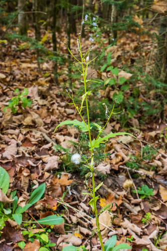 Erechtites hieraciifolius observed 2024-09-29