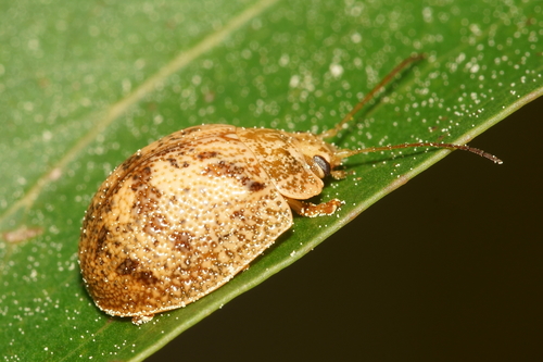 Eucalyptus Tortoise Beetle photo 5