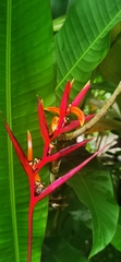 Eduardo Chacón Madrigal, CC BY, iNaturalist via GBIF Heliconia osaensis, photograph Eduardo Chacón Madrigal, CC BY, iNaturalist via GBIF
