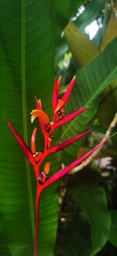 Heliconia osaensis, photograph 5