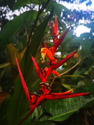 Heliconia osaensis, photograph 6