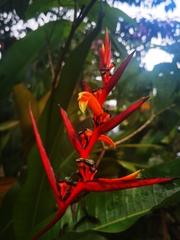 Heliconia osaensis, photograph Eduardo Chacón Madrigal, CC BY, iNaturalist via GBIF