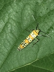 Atteva aurea