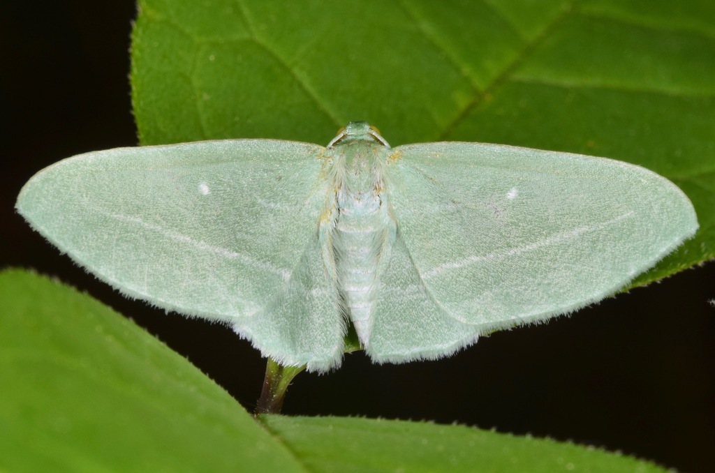 Badwing Moth (Moths of · iNaturalist