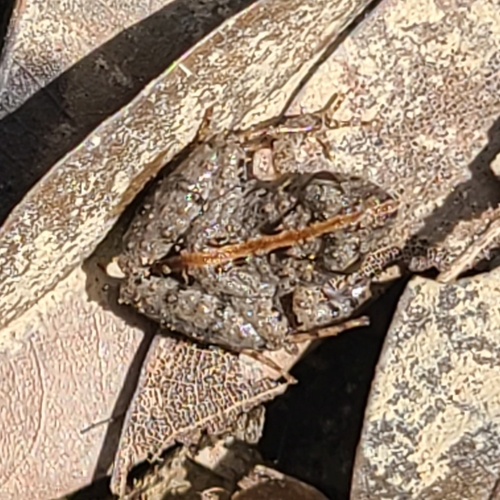 Bolivian Swamp Frog, Pseudopaludicola boliviana